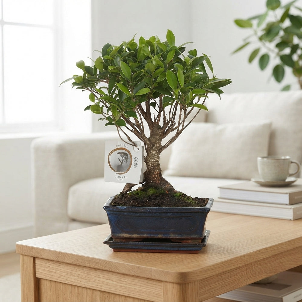 Indoor Ficus Retusa Bonsai – 15cm Ceramic Pot