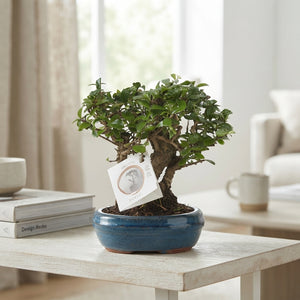 Indoor Bonsai Tree – 16cm Ceramic Pot