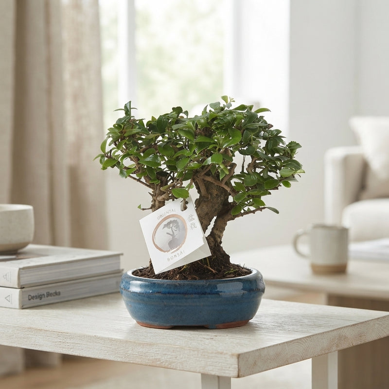 Indoor Bonsai Tree – 16cm Ceramic Pot