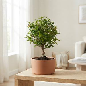 Mixed Indoor Bonsai Tree – 9cm Pot, Approx. 30cm High