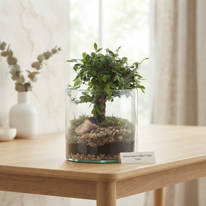 Mixed Indoor Bonsai Tree in Glass Cylinder – 15cm Pot