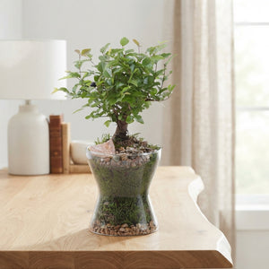 Mixed Indoor Bonsai Tree – 13cm Glass Pot