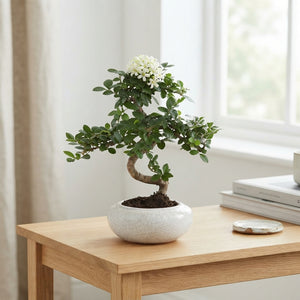 Indoor Bonsai Tree in Ceramic Pot – 17cm