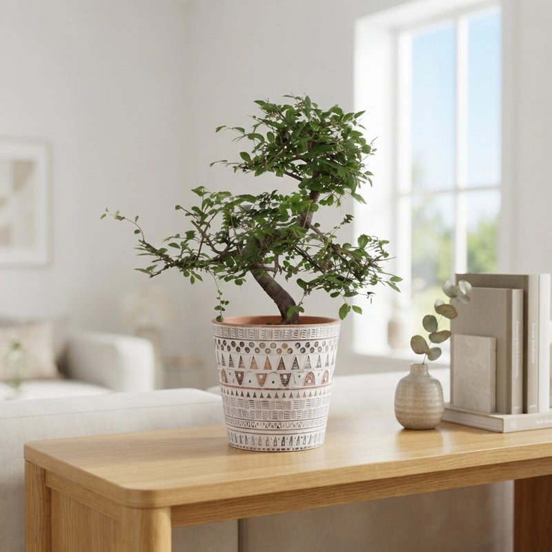 Indoor Bonsai Tree in Inca Ceramic Pot – 14cm