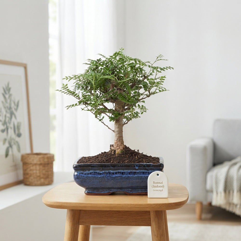 Mixed Indoor Bonsai in Ceramic Pot – 20cm