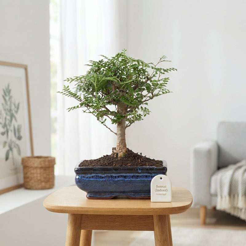 Mixed Indoor Bonsai in Ceramic Pot – 20cm