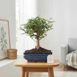 Mixed Indoor Bonsai in Ceramic Pot – 20cm