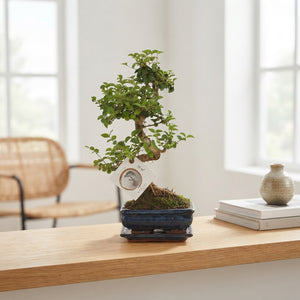 Indoor Bonsai Tree – 15cm Ceramic Pot