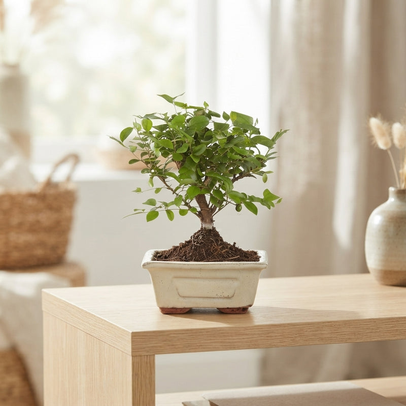 Indoor Bonsai Tree in Ceramic Pot – 12cm