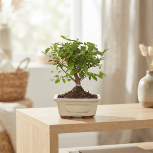 Indoor Bonsai Tree in Ceramic Pot – 12cm