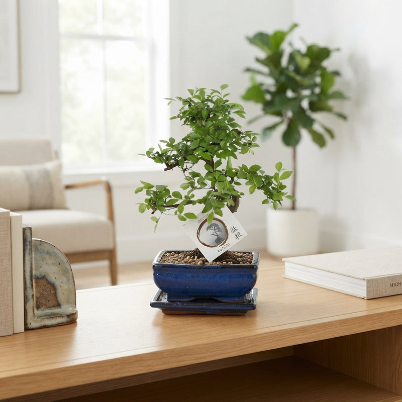 Indoor Bonsai Tree in Ceramic Pot with Jute Gift Bag – 15cm