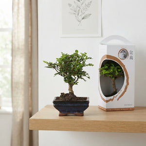 Indoor Bonsai Tree – 12cm Ceramic Pot, 33cm High
