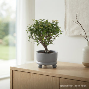 Indoor Bonsai Tree – 12cm Modern Ceramic Pot