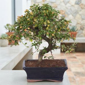 Outdoor Cotoneaster Bonsai – 15cm Ceramic Pot