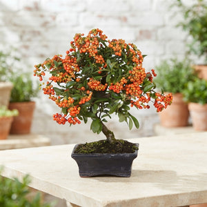Outdoor Pyracantha Bonsai – 15cm Ceramic Pot