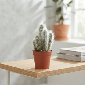 Mixed Cactus Collection – 8.5cm Pot