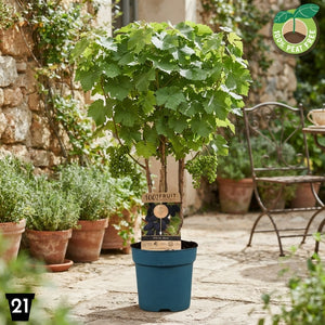 Venus Seedless Grape Vine (Vitis vinifera) – 21cm Pot