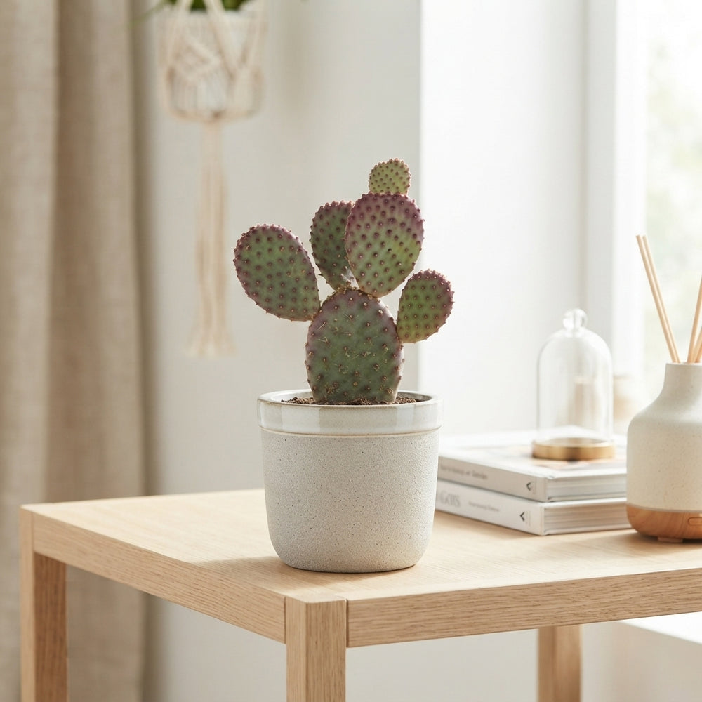 Mixed Cactus Collection – 15cm Pot