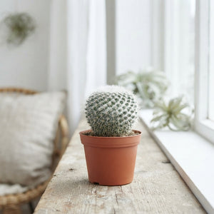 Mixed Cactus Collection – 13cm Pot