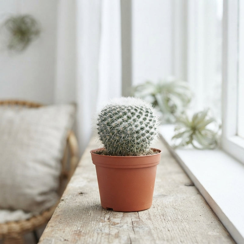 Mixed Cactus Collection – 13cm Pot