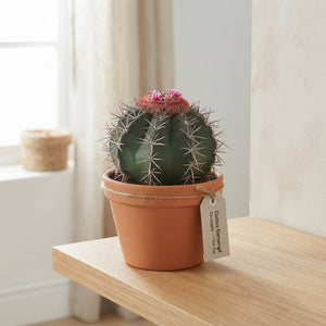 Mixed Cactus Collection – 17cm Terracotta Pot