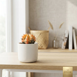 Mixed Cactus Display – 10cm Pot, 12cm High