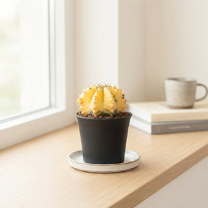Mixed Cactus Collection – 10cm Pot