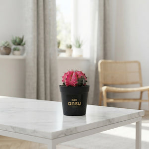 Mixed Cactus Collection – 7.5cm Pot