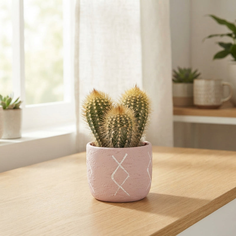 Mixed Cactus Arrangement in Ceramic Zamora Pot – 10cm