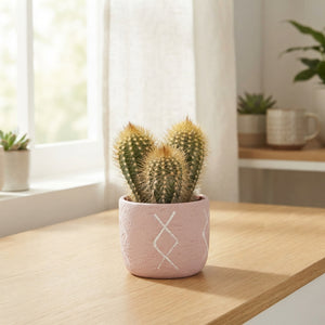 Mixed Cactus Arrangement in Ceramic Zamora Pot – 10cm