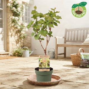 Blue Grape Vine (Vitis vinifera) – 21cm Pot