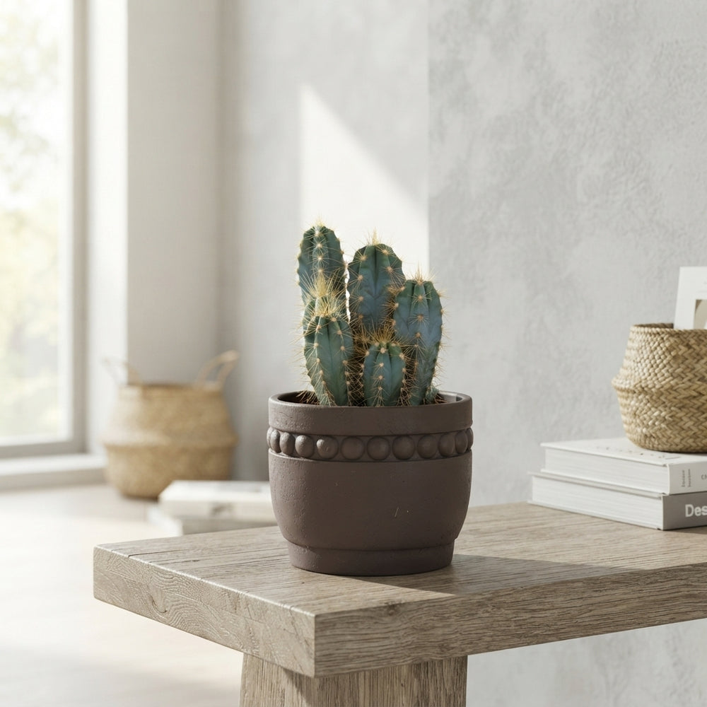 Mixed Cactus Collection in Ceramic Pot – 14cm