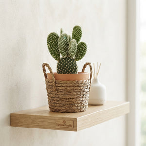 Mixed Cactus Collection in Ceramic Pot – 13cm