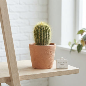 Mixed Cactus Collection in Ceramic Rose Pot – 10cm