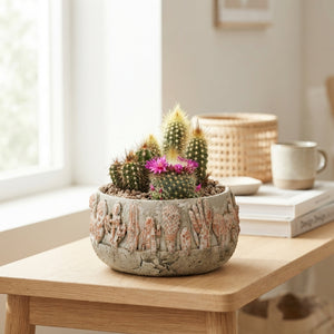 Mixed Cactus Display in Tacana Ceramic – 17cm Pot
