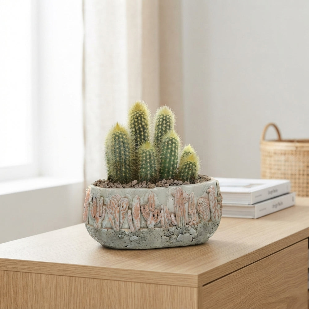 Mixed Cactus Collection in Tacana Ceramic Pot – 22cm