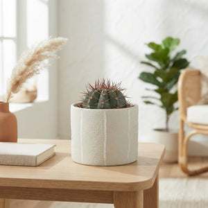 Mixed Cactus Collection in Ceramic Pot – 12cm