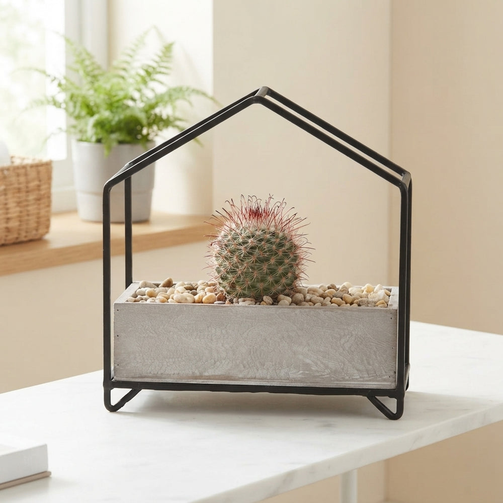 Mixed Cactus Collection in Metal Pot – 21cm