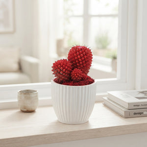 Mixed Cactus Collection in Rainbow Ceramic Pot – 12cm