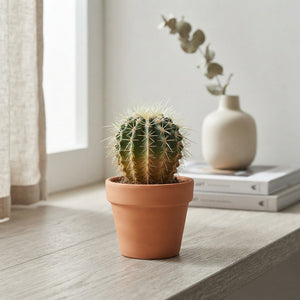 Mixed Cactus Display Plant – 5.5cm Pot, 25cm High