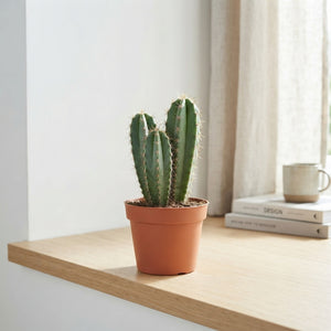 Mixed Cactus Collection – 10.5cm Pot