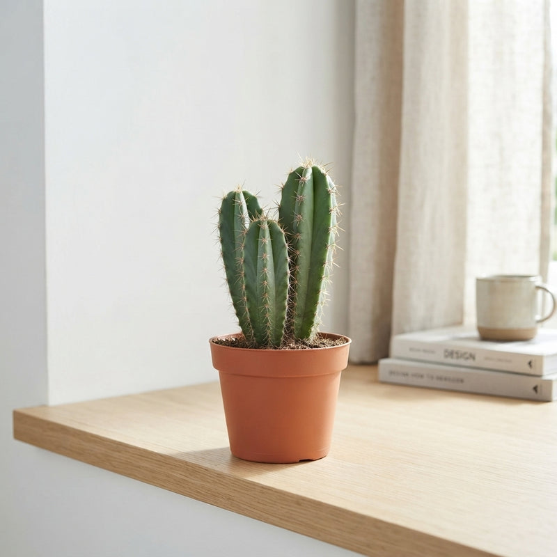 Mixed Cactus Collection – 10.5cm Pot