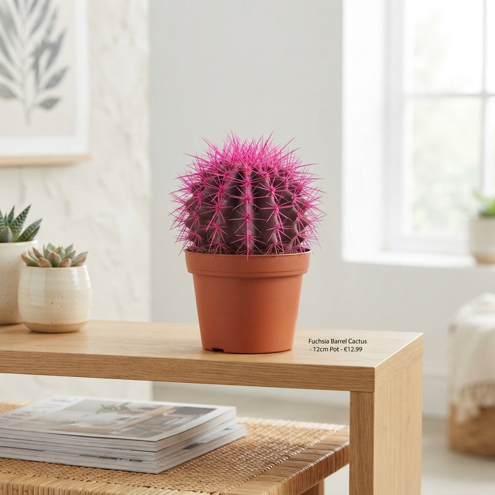 Rainbow Cactus Mix – 12cm Pot, Approx. 20cm High