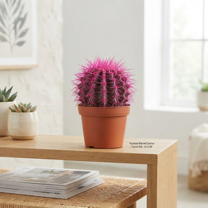 Rainbow Cactus Mix – 12cm Pot, Approx. 20cm High