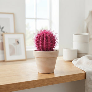 Mixed Rainbow Cactus Collection – 8.5cm Pot
