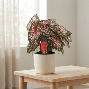 Caladium ‘Carolyn Whorton’ – 17cm Pot, 40cm High