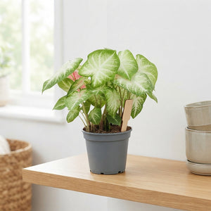 Mixed Caladium Houseplant – 17cm Pot, 50cm High