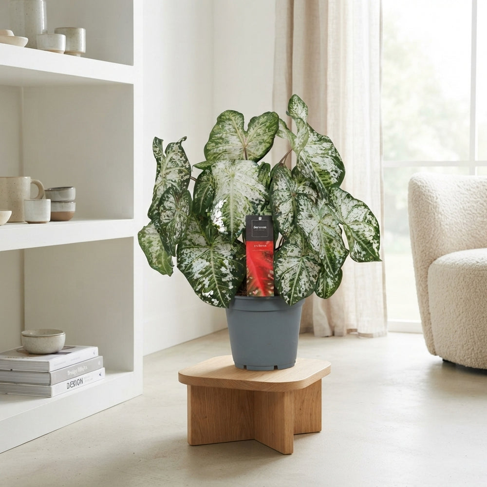 Caladium ‘Snow Flurry’ – 17cm Pot