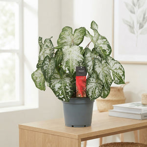 White Caladium – 17cm Pot, Approx. 50cm High