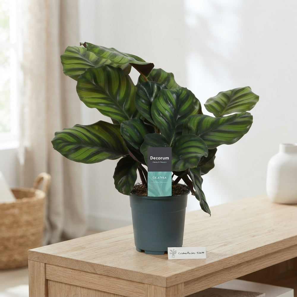Calathea fasciata Prayer Plant – 12cm Pot, 30cm High